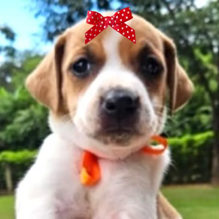 Cachorro raça SRD-ViraLata idade Abaixo de 2 meses nome Maia 