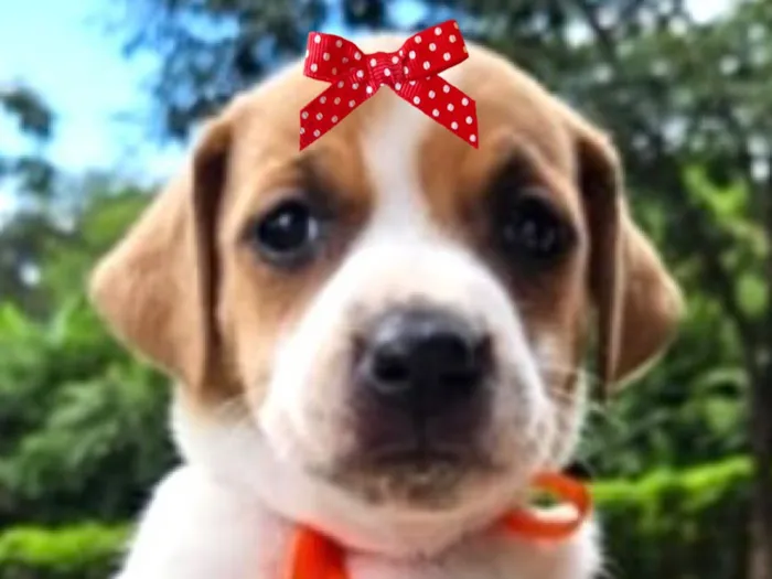 Cachorro raça SRD-ViraLata idade Abaixo de 2 meses nome Maia 