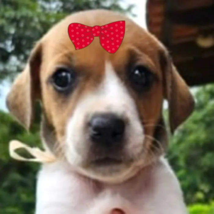 Cachorro raça SRD-ViraLata idade Abaixo de 2 meses nome Teka 