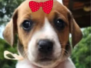 Cachorro raça SRD-ViraLata idade Abaixo de 2 meses nome Teka 