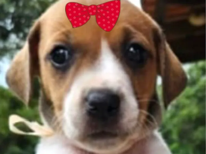 Cachorro raça SRD-ViraLata idade Abaixo de 2 meses nome Teka 