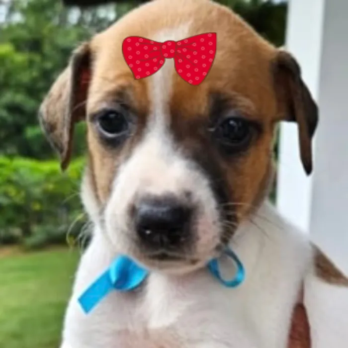 Cachorro raça SRD-ViraLata idade Abaixo de 2 meses nome Cacau 