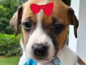 Cachorro raça SRD-ViraLata idade Abaixo de 2 meses nome Cacau 