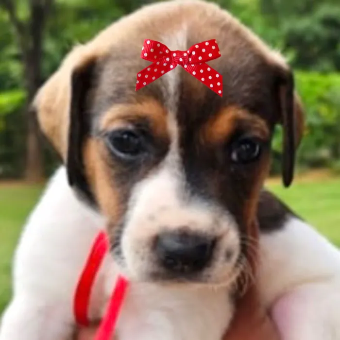 Cachorro raça SRD-ViraLata idade Abaixo de 2 meses nome Malu 