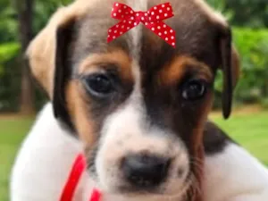 Cachorro raça SRD-ViraLata idade Abaixo de 2 meses nome Malu 