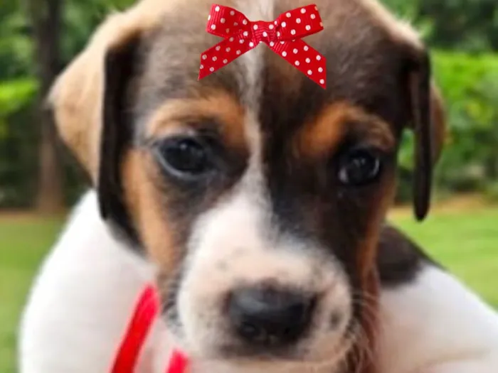 Cachorro raça SRD-ViraLata idade Abaixo de 2 meses nome Malu 