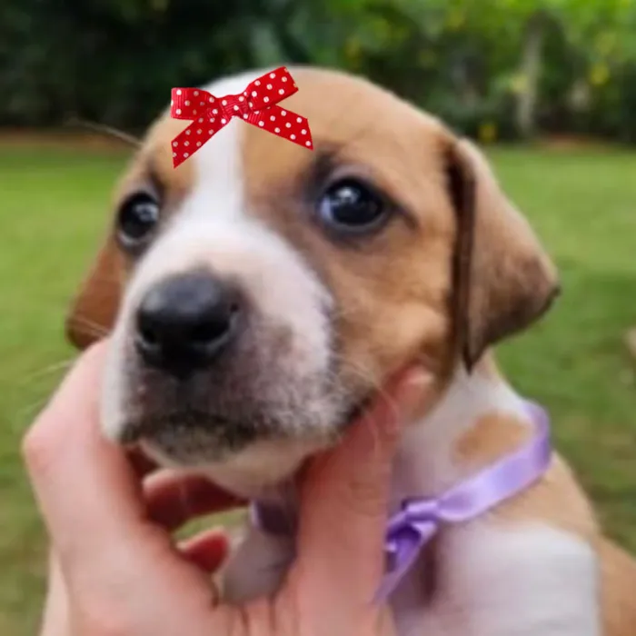 Cachorro raça SRD-ViraLata idade Abaixo de 2 meses nome Julie 