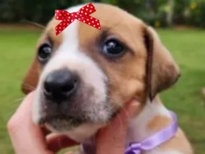 Cachorro raça SRD-ViraLata idade Abaixo de 2 meses nome Julie 