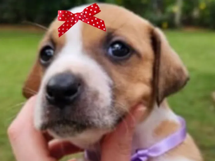 Cachorro raça SRD-ViraLata idade Abaixo de 2 meses nome Julie 