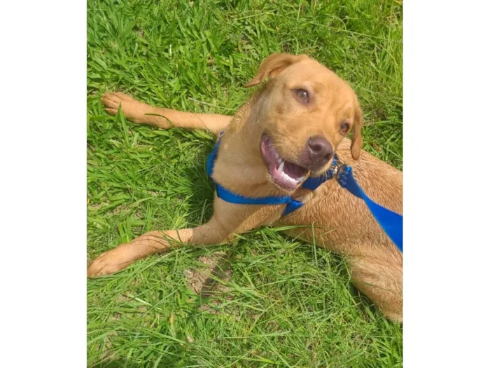 Cachorro raça Labrador idade 2 anos nome Logan