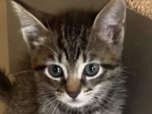 Gato raça SRD-ViraLata idade 2 a 6 meses nome Pingo 