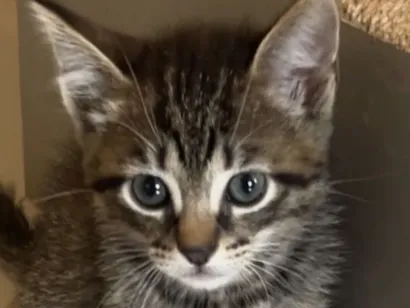 Gato raça SRD-ViraLata idade 2 a 6 meses nome Pingo 