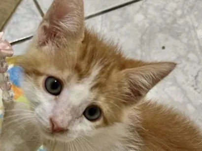 Gato raça SRD-ViraLata idade 2 a 6 meses nome Tico 
