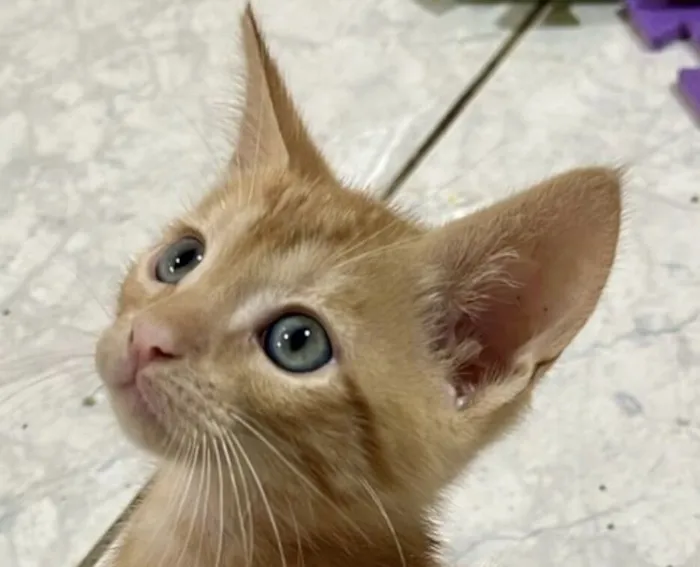 Gato raça SRD-ViraLata idade 2 a 6 meses nome Milo 