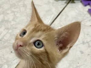 Gato raça SRD-ViraLata idade 2 a 6 meses nome Milo 