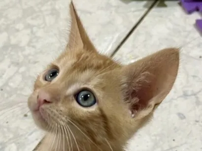 Gato raça SRD-ViraLata idade 2 a 6 meses nome Milo 