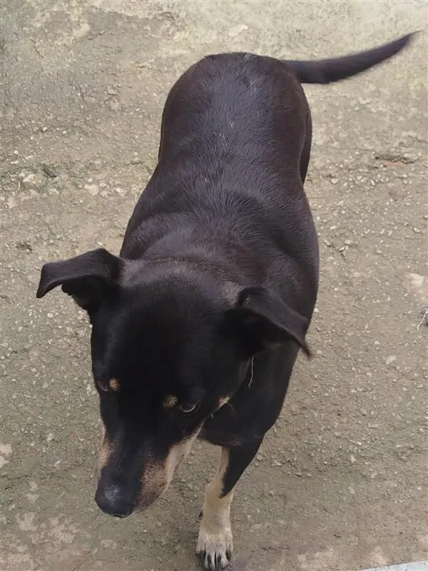 Cachorro raça SRD-ViraLata idade 5 anos nome Pretinha 