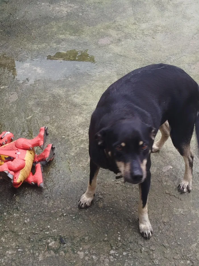 Cachorro raça SRD-ViraLata idade 5 anos nome Pretinha 