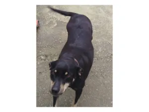 Cachorro raça SRD-ViraLata idade 5 anos nome Pretinha 