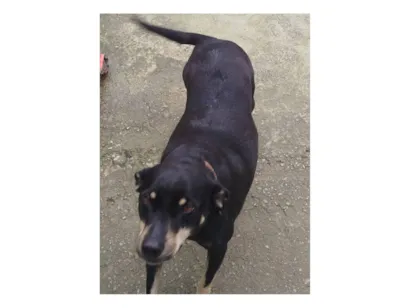 Cachorro raça SRD-ViraLata idade 5 anos nome Pretinha 