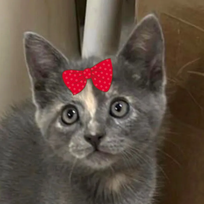 Gato raça SRD-ViraLata idade 2 a 6 meses nome Belinha 