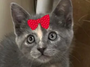 Gato raça SRD-ViraLata idade 2 a 6 meses nome Belinha 