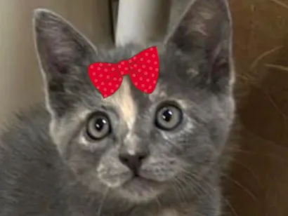 Gato raça SRD-ViraLata idade 2 a 6 meses nome Belinha 