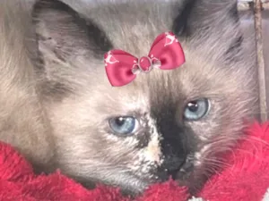 Gato raça SRD-ViraLata idade 2 a 6 meses nome Cristal 