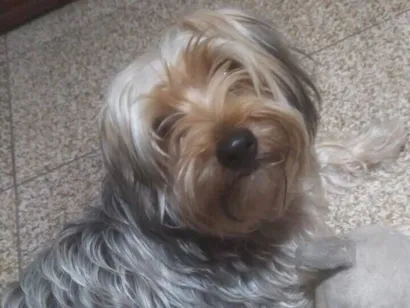 Cachorro raça Yorkshire idade 1 ano nome Luke