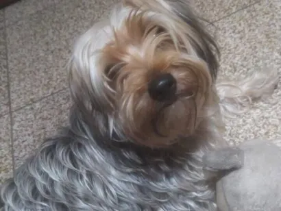 Cachorro raça Yorkshire idade 1 ano nome Luke