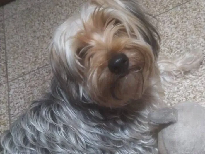 Cachorro raça Yorkshire idade 1 ano nome Luke