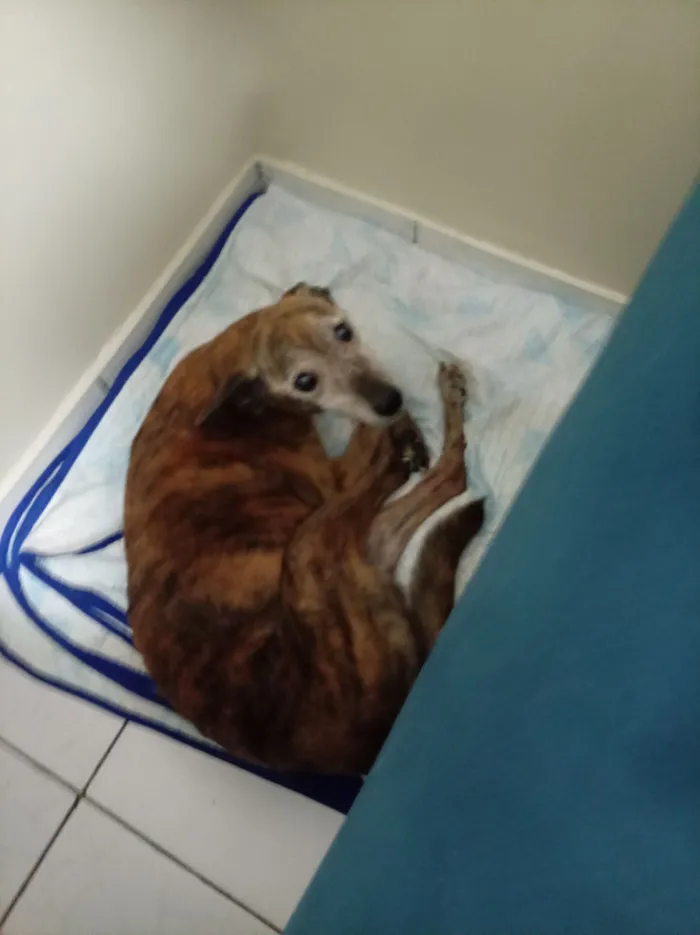 Cachorro raça SRD-ViraLata idade 6 ou mais anos nome Carlota