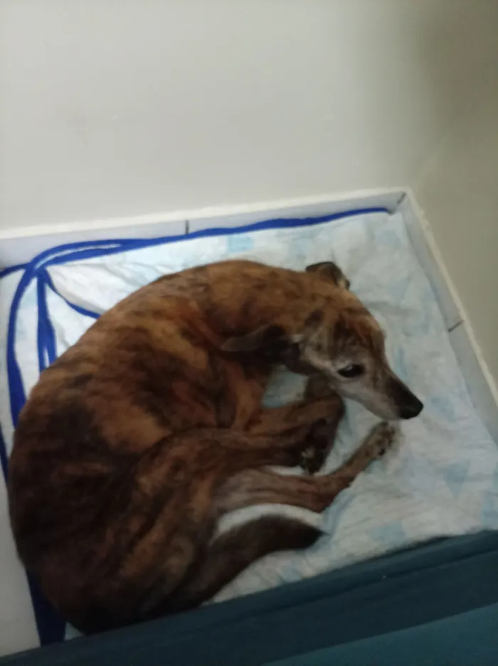 Cachorro raça SRD-ViraLata idade 6 ou mais anos nome Carlota