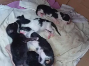 Gato raça SRD-ViraLata idade 2 anos nome Bela maia 