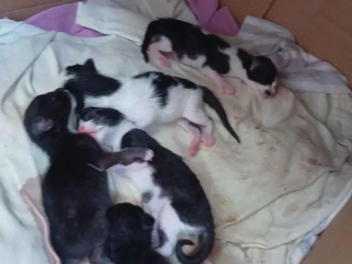 Gato raça SRD-ViraLata idade 2 anos nome Bela maia 