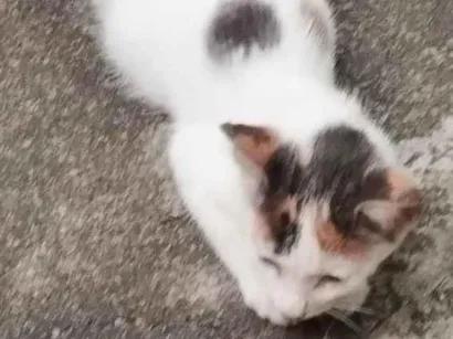 Gato raça SRD-ViraLata idade 2 a 6 meses nome Lindinha 