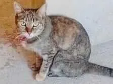 Gato raça SRD-ViraLata idade 6 ou mais anos nome Lila 