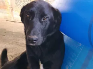 Cachorro raça SRD-ViraLata idade 1 ano nome bilu