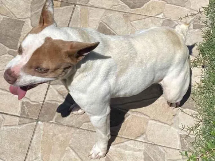Cachorro raça Pit-Bull idade 2 anos nome DOAÇÃO DE CACHORRO