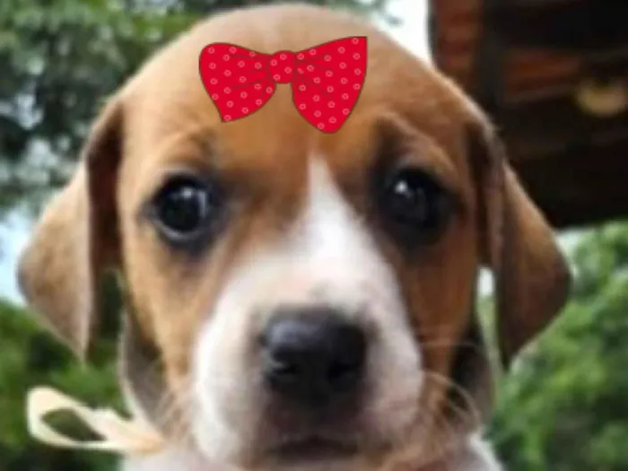 Cachorro raça SRD-ViraLata idade Abaixo de 2 meses nome Teka 