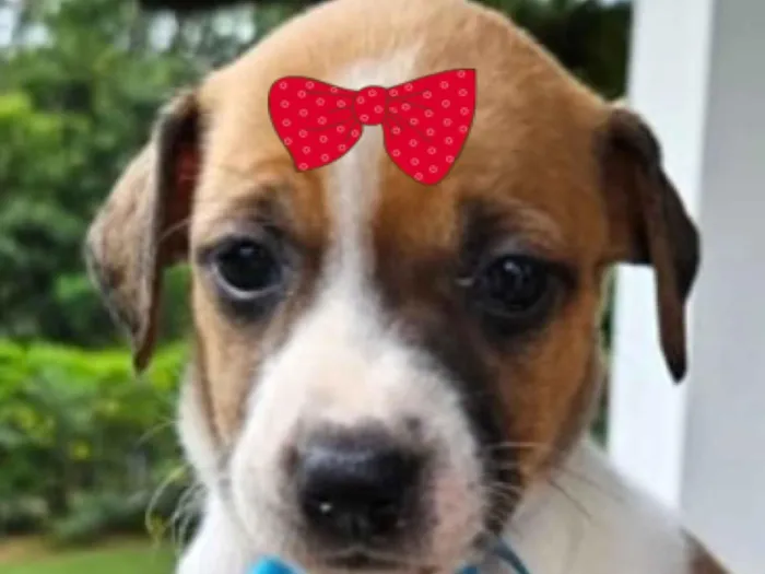 Cachorro raça SRD-ViraLata idade Abaixo de 2 meses nome Cacau 