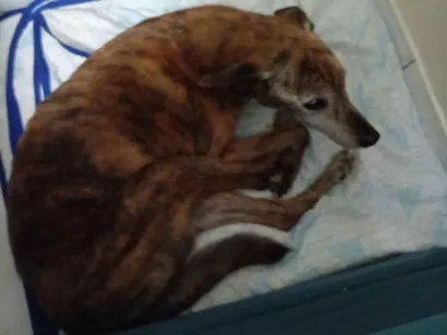 Cachorro raça SRD-ViraLata idade 6 ou mais anos nome Carlota