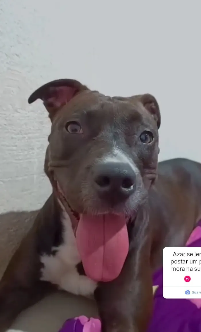 Cachorro raça Pit-Bull idade 4 anos nome Athena 