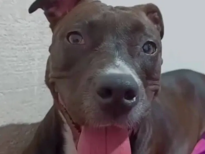 Cachorro raça Pit-Bull idade 4 anos nome Athena 