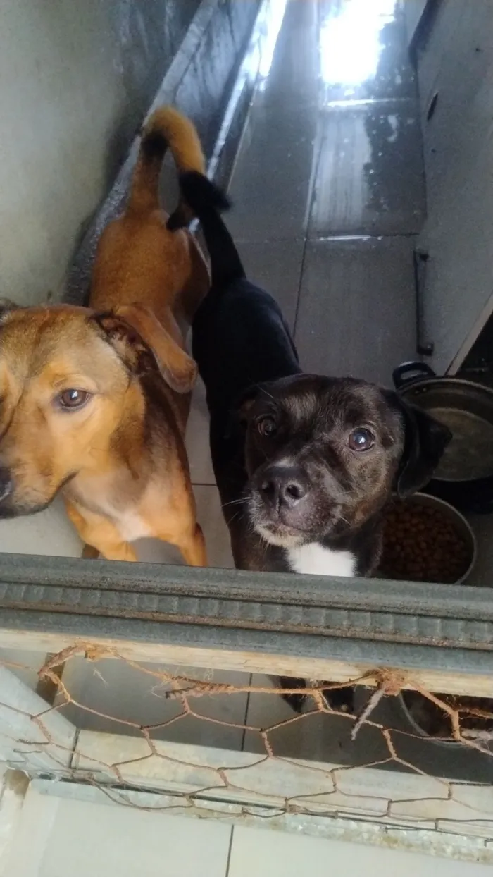 Cachorro raça SRD-ViraLata idade 2 anos nome Calvin e Klein 