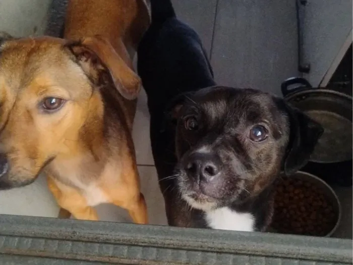 Cachorro raça SRD-ViraLata idade 2 anos nome Calvin e Klein 