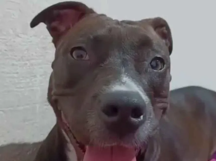Cachorro raça Pit-Bull idade 4 anos nome Athena 