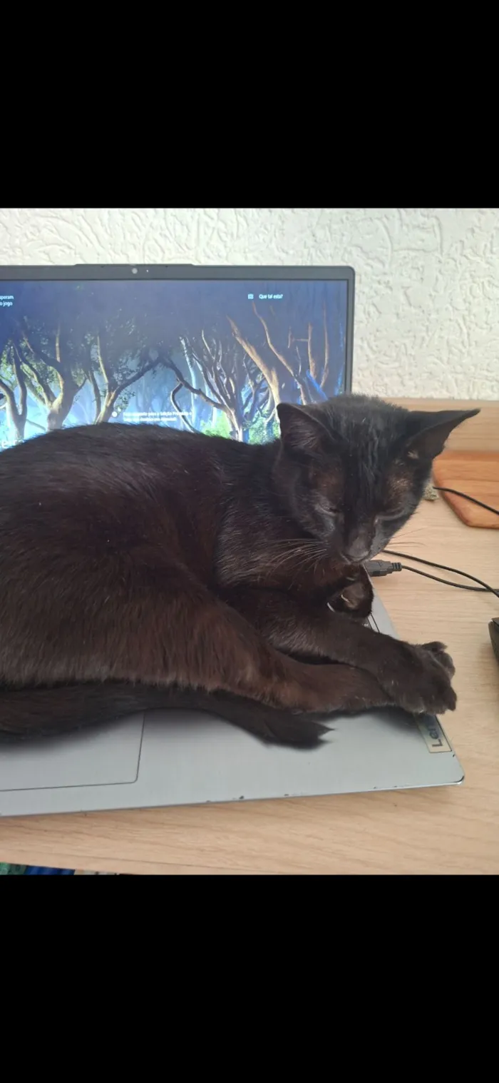 Gato raça SRD-ViraLata idade 3 anos nome Frida 