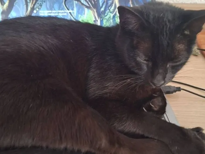 Gato raça SRD-ViraLata idade 3 anos nome Frida 