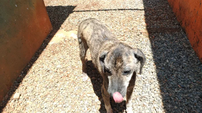 Cachorro raça SRD-ViraLata idade 3 anos nome Ísis